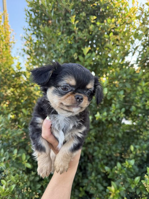 Excecional mini Chihuahua/Chiuaua,LinhagemRussa de Qualidd