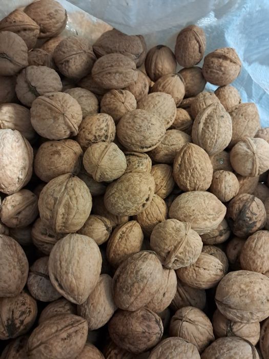 Orzechy włoskie całe