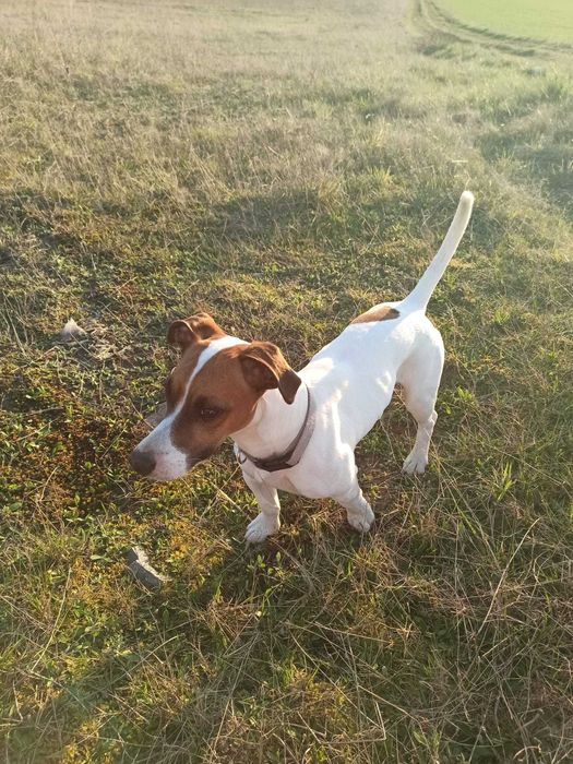 Zaginął pies Jack Russell Terrier