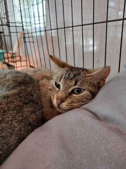 Młodziutka Grzanka szuka kochającego domku