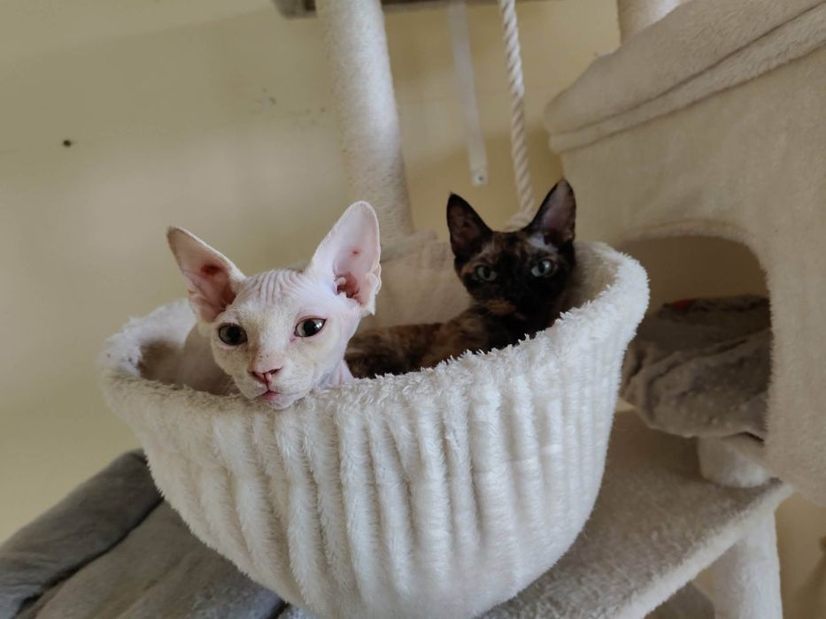 Kremowy kocurek Devon rex