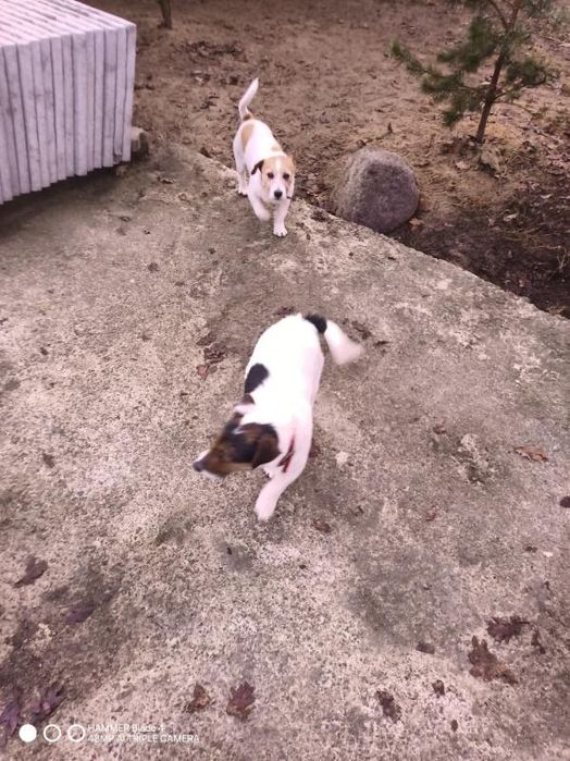 Oddam psy Jack Russell