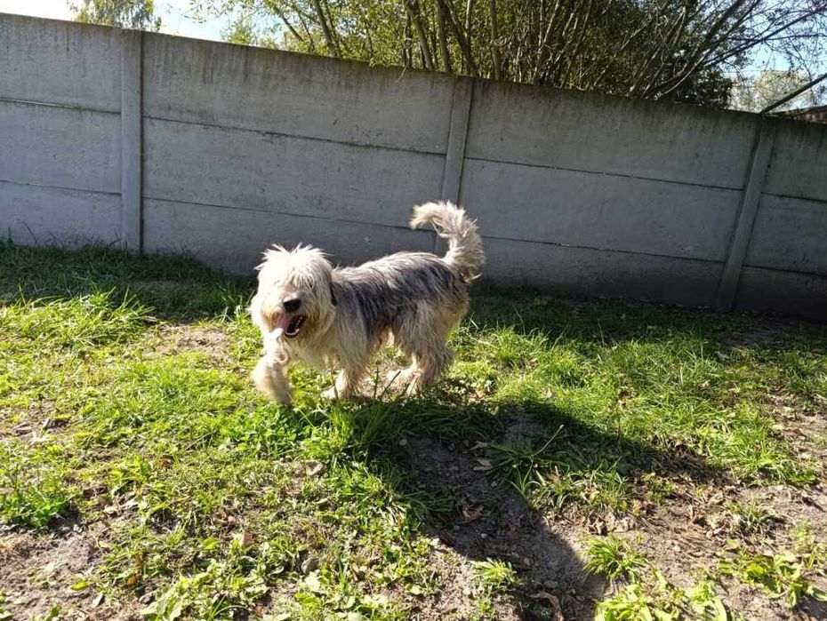 104993 SAM do adopcji