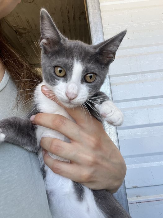 Ash- Gatinho bebé para Adoção