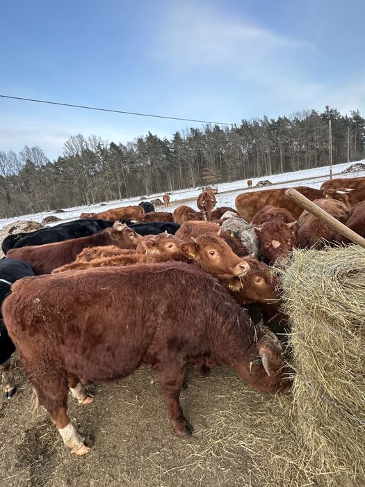 Sprzedam bydło mięsne