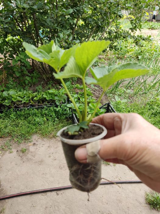 Рассада клубники Румба ранняя