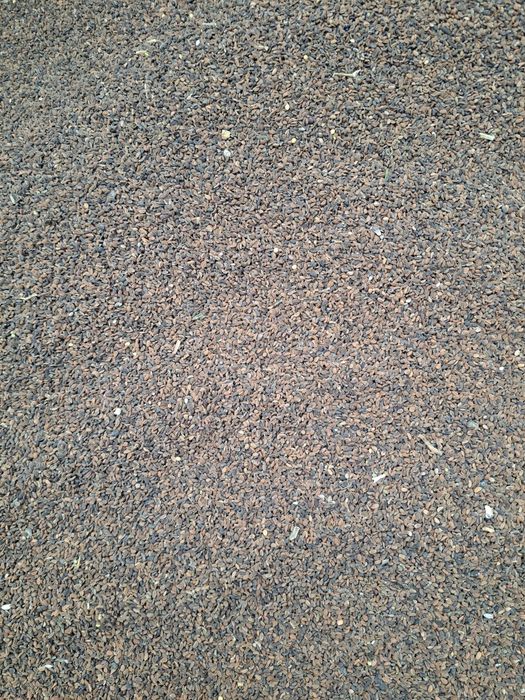 Facelja błękitna poplony