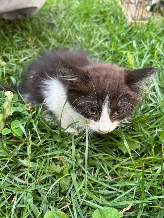 Котики Бескоштовно