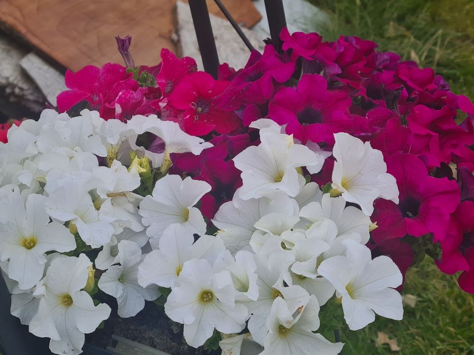 Surfinia Petunia supertunia tanie sadzonki w doniczce na balkon taras
