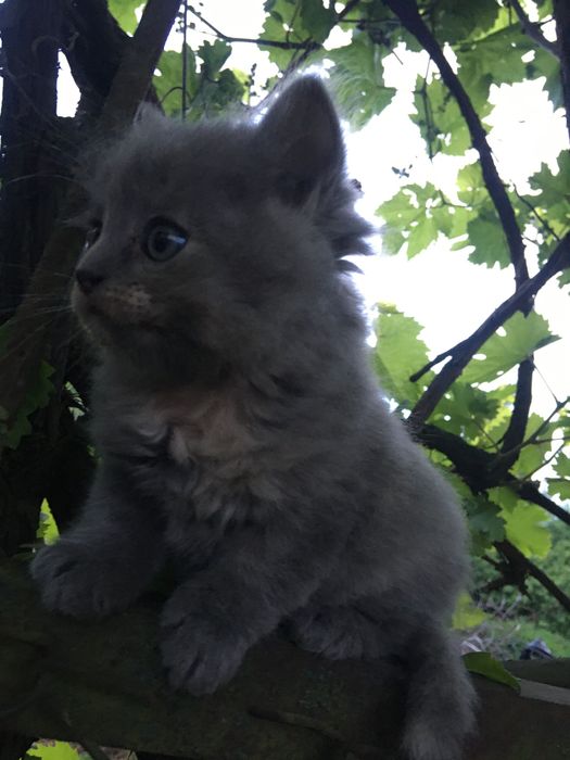 Кошенята в добрі руки!