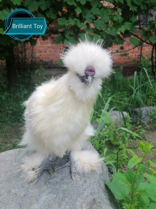 Шелковые куры - петушок 7мес(конкретно тот, что на фото)