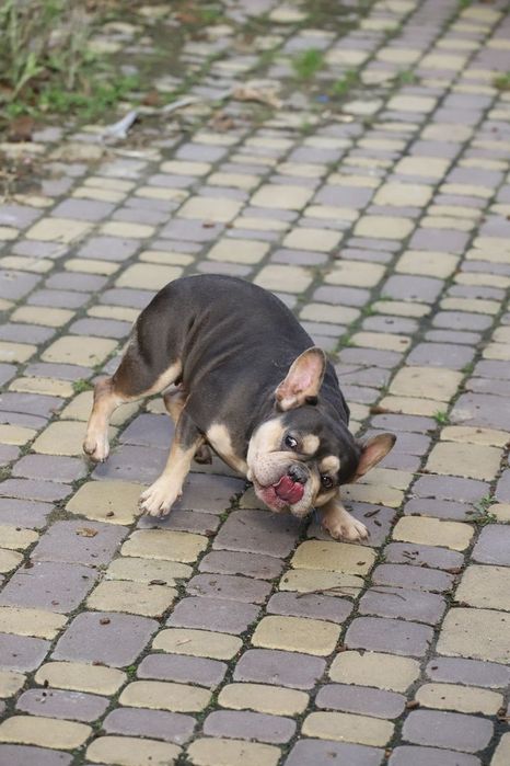 Лилово подпалая девочка французского бульдога