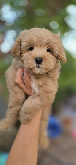 Maltipoo/ chłopczyk