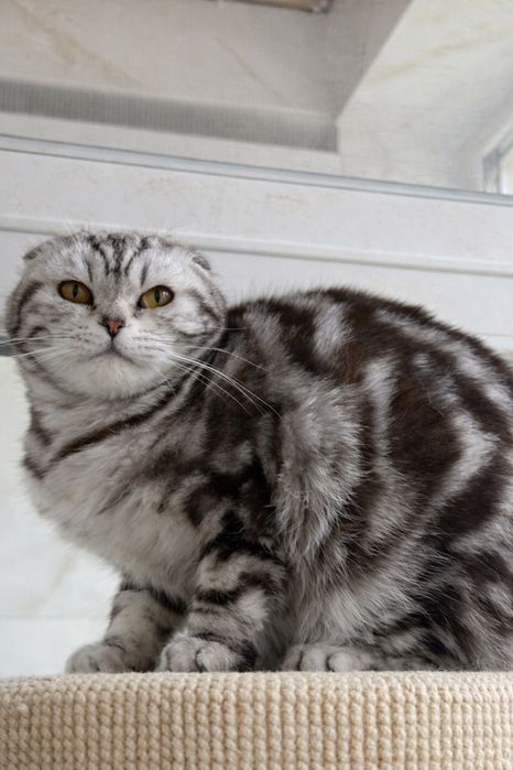 Девочка скоттиш фолд