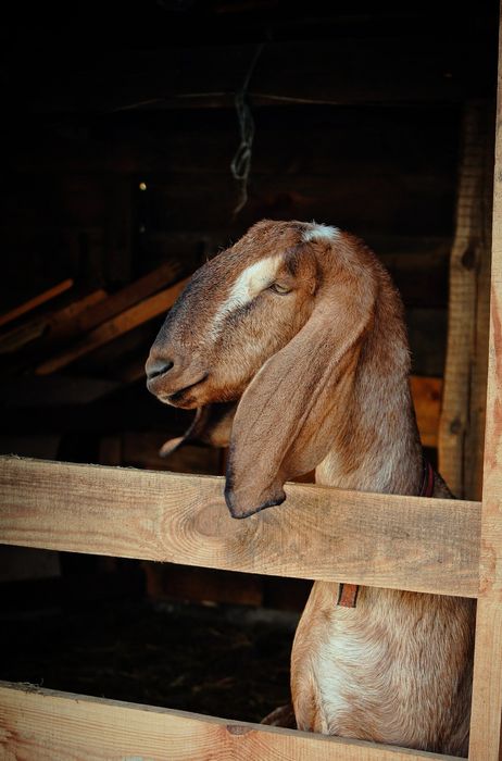 100% Англонубійсі Дойні Кози