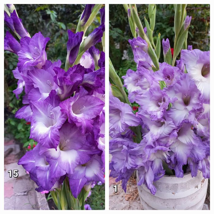 Гладіолуси на зріз.