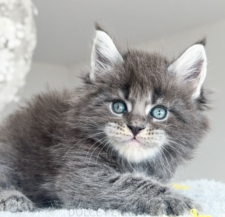 Maine Coon - niebieski kocurek o wyjątkowym charakterze
