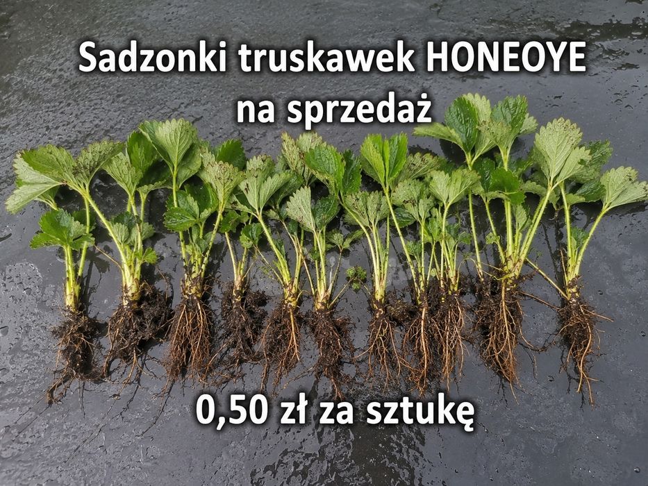 Sadzonki truskawek HONEOYE 99 sztuk