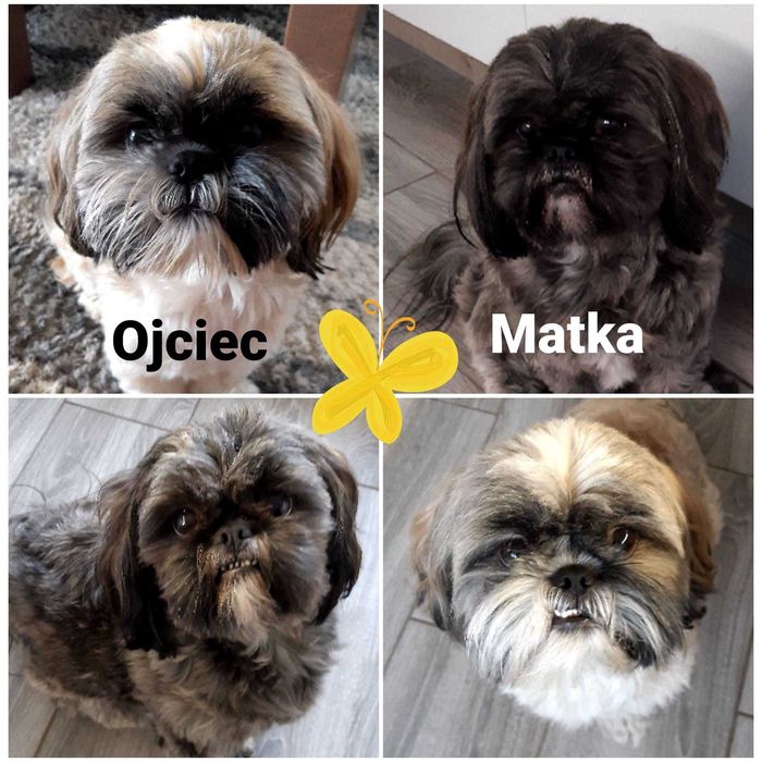 Śliczne szczeniaczki  Shih tzu