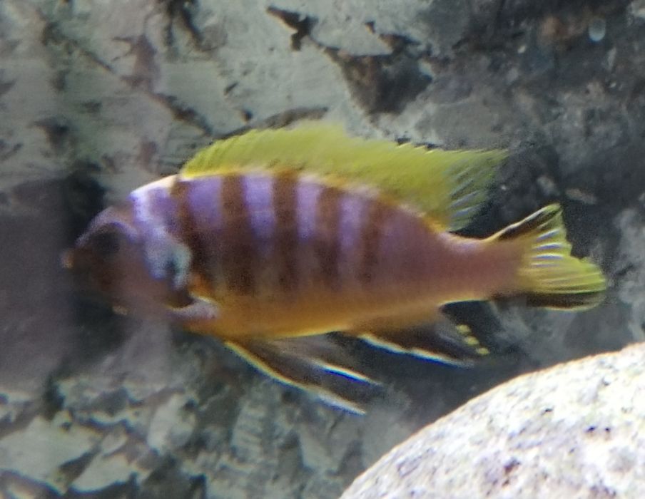 Ciclideos africanos malawi