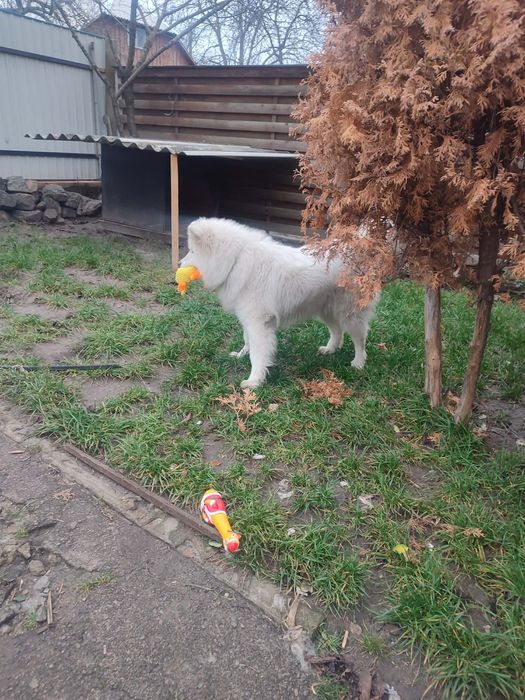 Віддам цуценят в добрі руки!