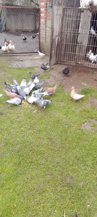 Gołębie pocztowe na sprzedaż