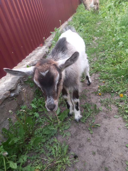 Продам козеня Боня