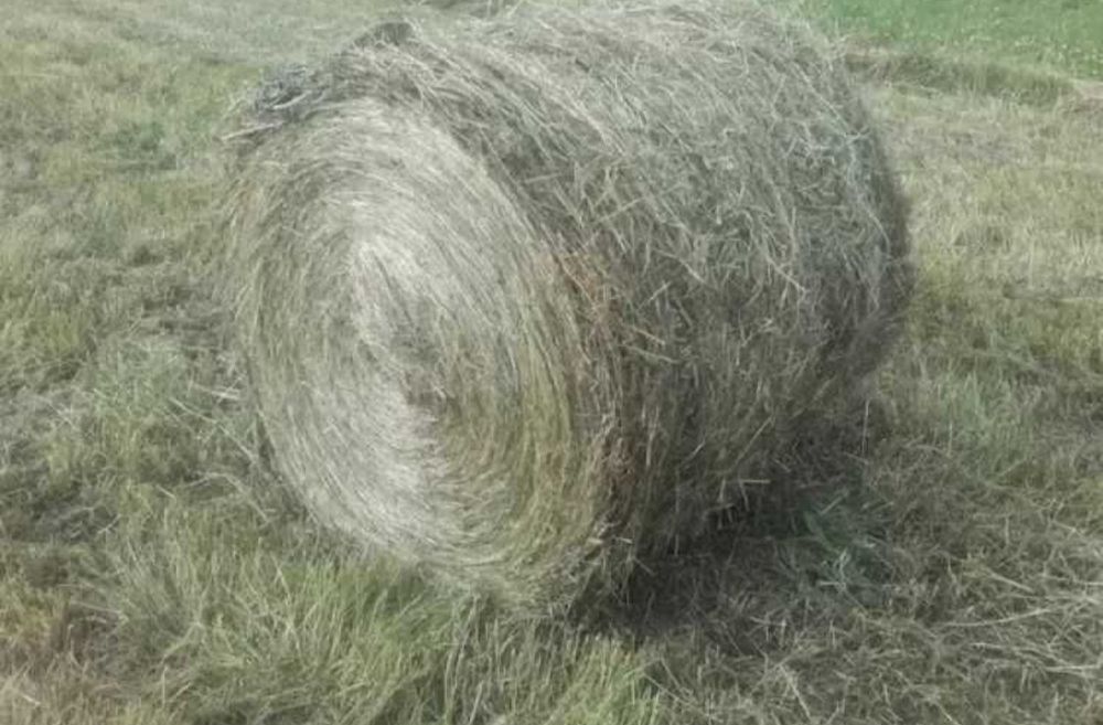 Siano i słoma  na sprzedaż