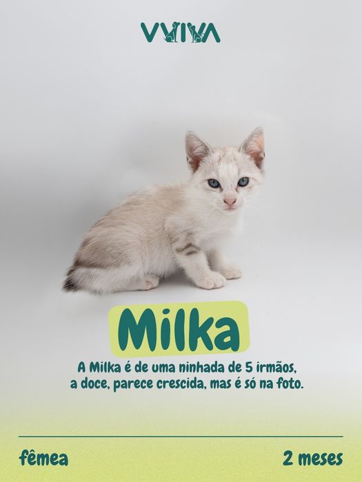 Gatinhos para adoção responsável
