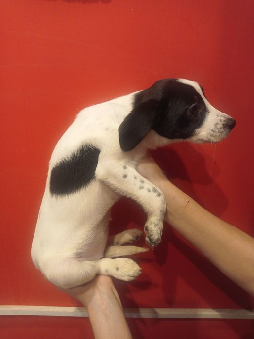 Гарнюня дівчинка долматинка