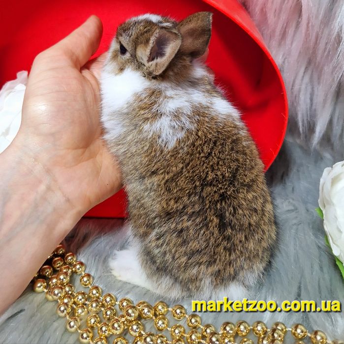 Голандський міні кролик золотистого окрасу