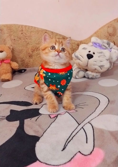 Чудова дівчинка Золота шиншила