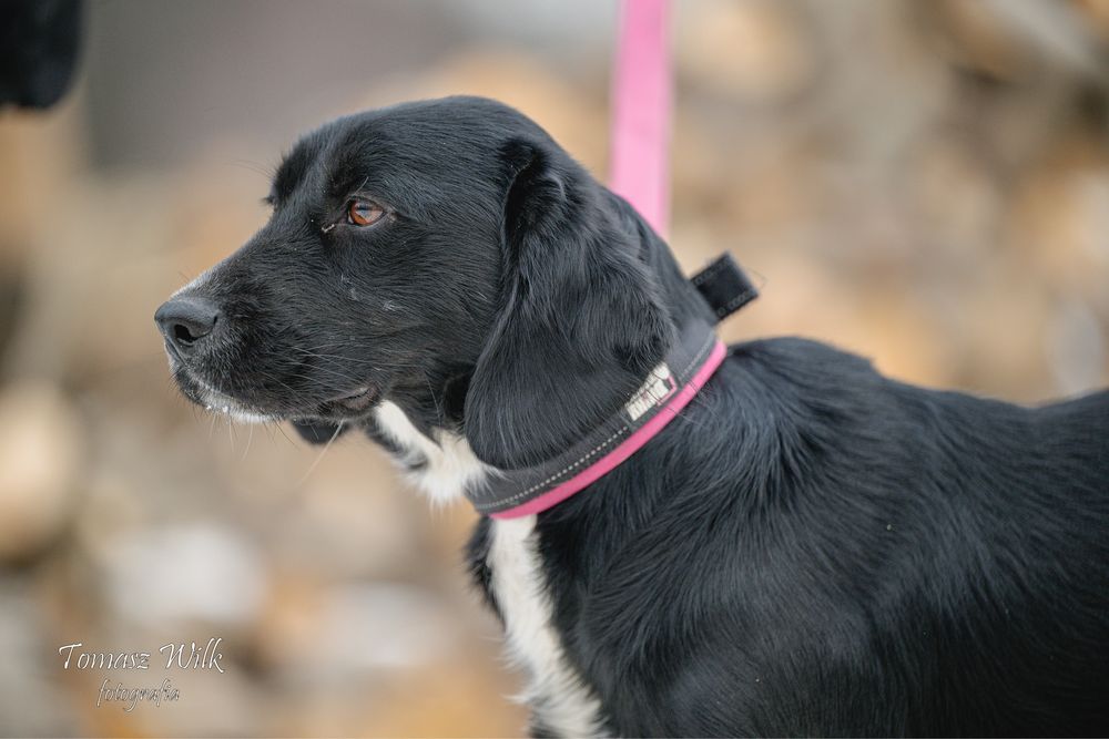 Maniek szuka nowego domu!