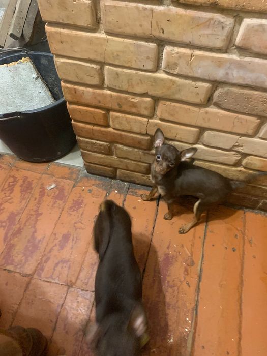 Дівчинка той  тер‘єр.