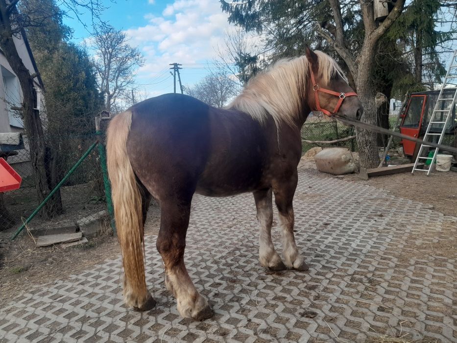 Źrebak 2 letni na sprzedaż