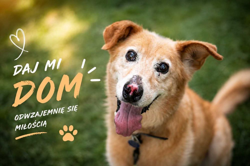 Nosek już wie, czym jest dom… Nie pozwól mu zostać w schronisku