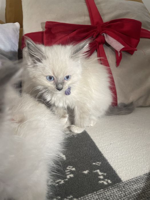 Kot kotka kocurek koteczka Ragdoll Ragdolle
