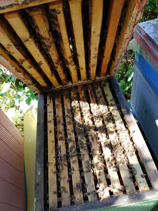 Продам бджолопакети