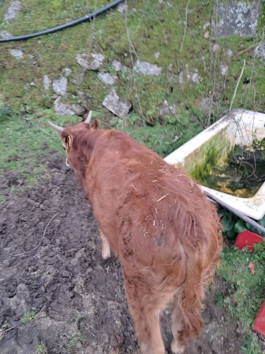 Vitelo barrosã  zona centro