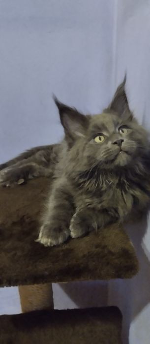 Мейн Кун хлопчик голубий солід  2,5 місяці