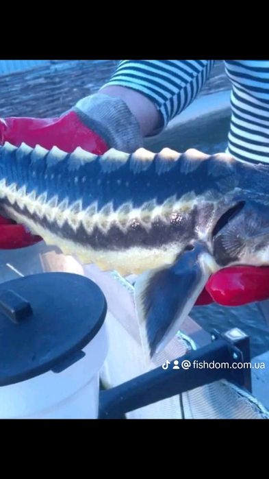 Великих розмірів осетр для  святкового столу виключно живий