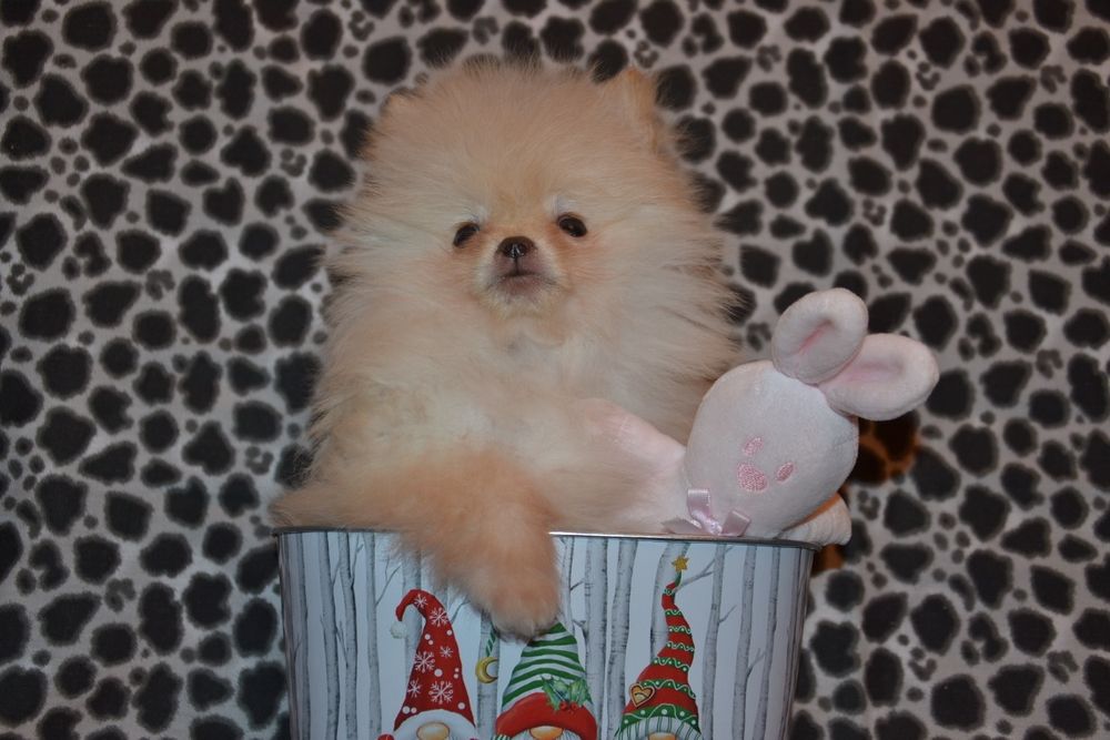 Міні хлопчики.Привезу по Україні!