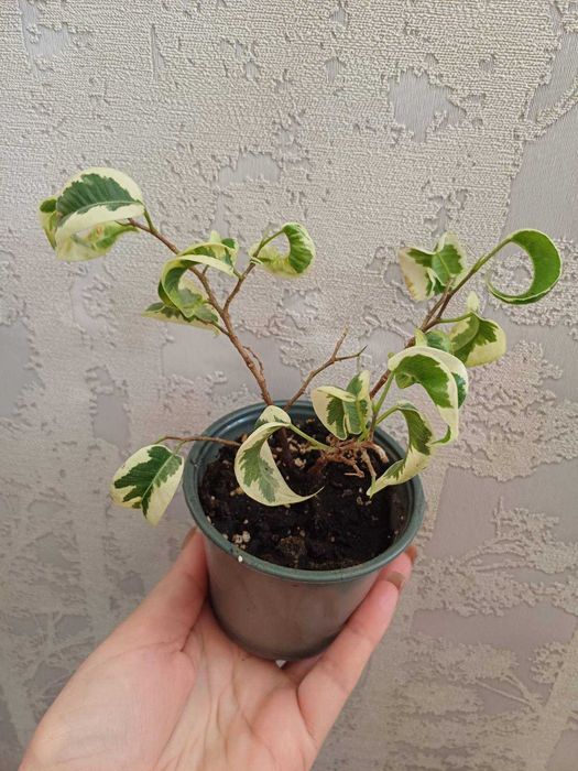 Фікус Рубігіноза Ірен Алі Амстел Кінг Голден Монік Шріверіана Міля