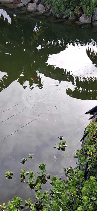 Peixes coloridos kinguius