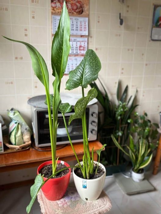 Стреліція двох видів, Драцена