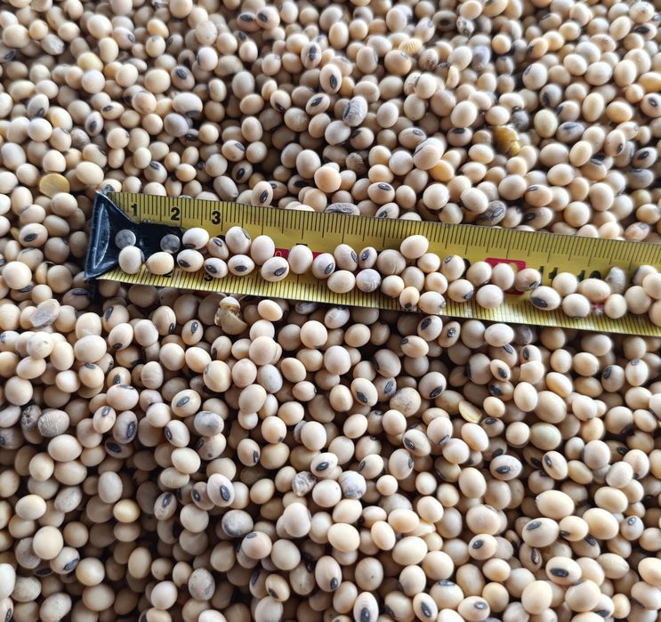 Продам сою середньостигла на насіння РАУНДАПОВСЬКА