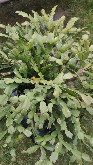 Oddam dużego "grudnika"
