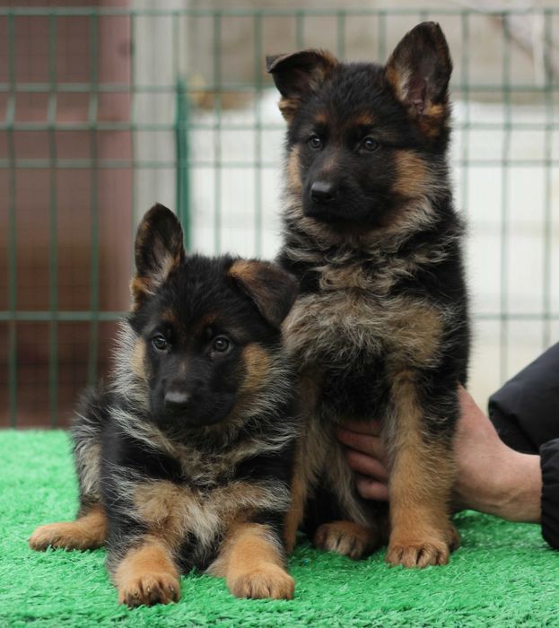 Гарні Дівчата Німецької  Вівчарки