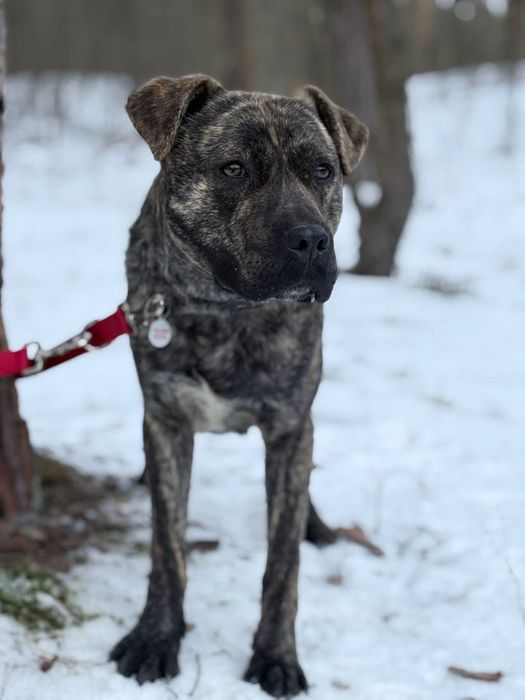 Roczny Open w typie TTB poleca się do adopcji