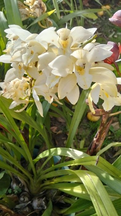 Muda desta orquídea disponível